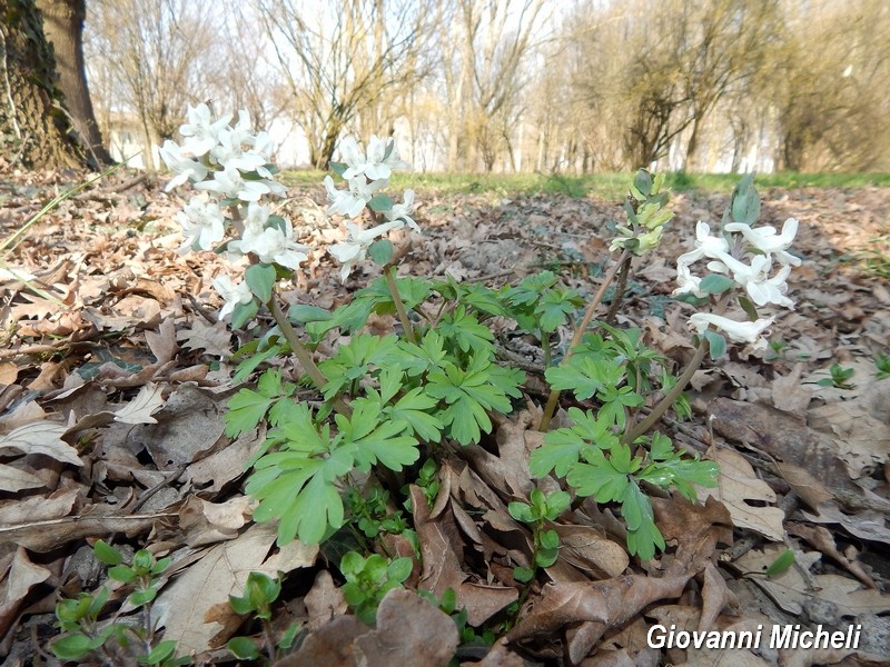 Corydalis cava